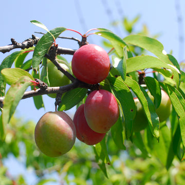 Image of Chickasaw plum fruit on a tree.